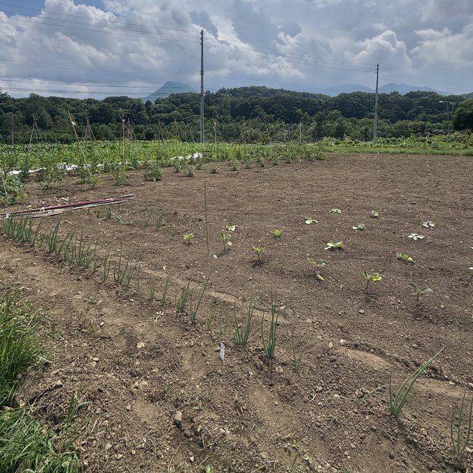 堆肥を使って育てている畑の全景